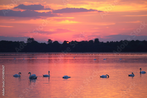  Birds on the background of sunset on the lake