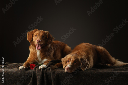 two dogs of the same breed together. Nova scotia retriever funny. Emotions, relationships, play