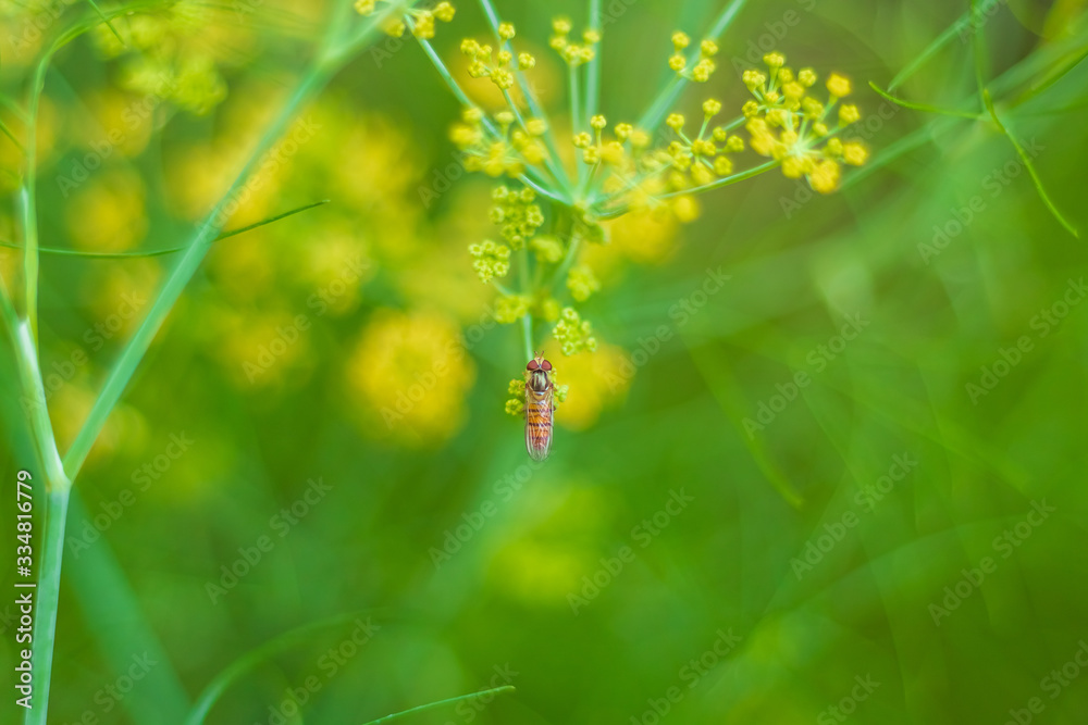 Male common garden hoverfly, Myathropa florea, feeding on flora, close up. selective focus
