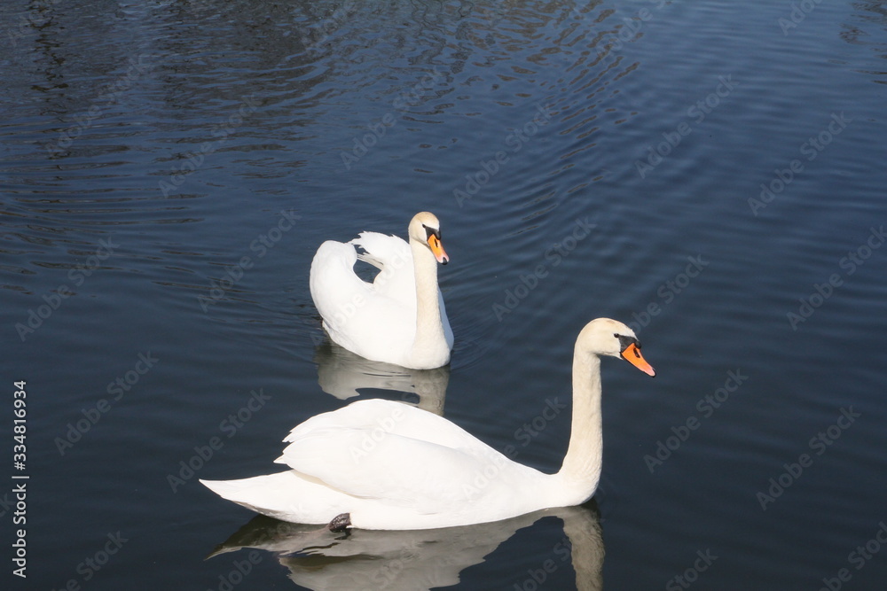 Obraz premium schwan