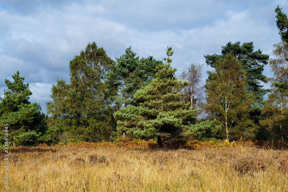View of the Ashdown Forest in Autumn View of the Ashdown Forest in Autumn