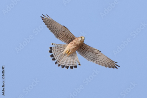 Falco tinnunculus. 