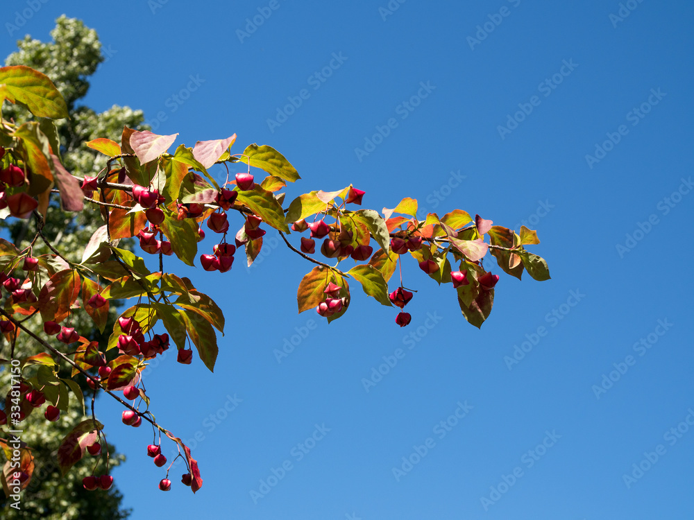 Pfaffenhuetchen Images – Browse 56 Stock Photos, Vectors, and