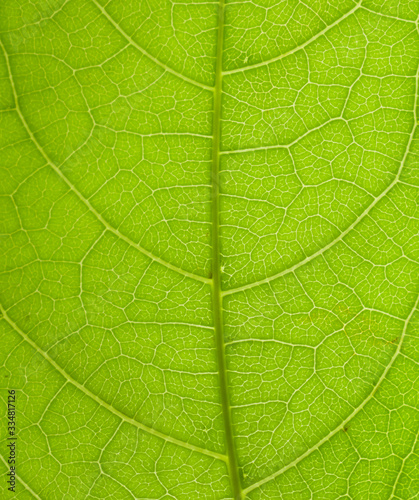 The pattern of green leaf's structure.