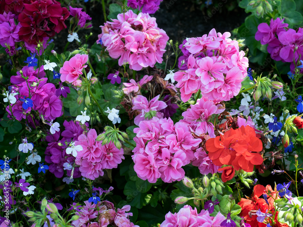 Colourful Flower Display in East Grinstead Colourful Flower Display in East Grinstead