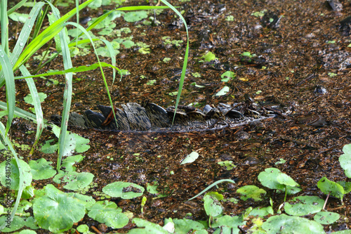 Close up of a hidden Caiman (Caimaninae) staying in still water an, Tortuguero , Costa Rica Central  photo