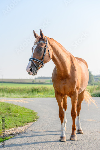 Portrait of beautiful chestnut horse.