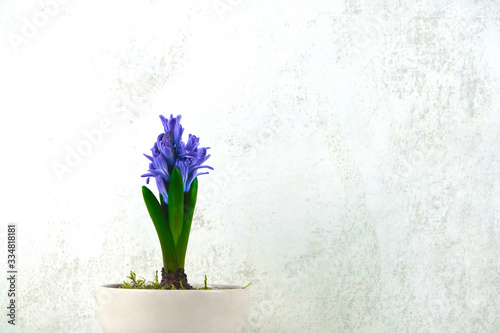Fototapeta Naklejka Na Ścianę i Meble -  Purple hyacinth in a beige pot on a white blurred background. Side view. There is a place for inscription.