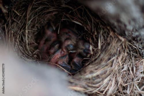  Thrush chicks in the nest