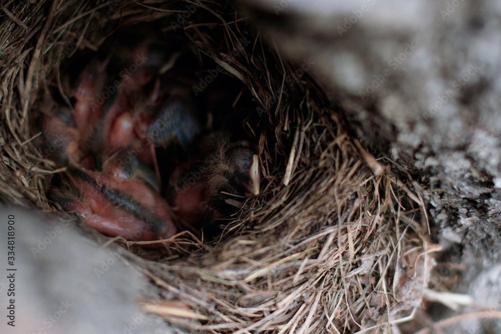 Thrush chicks in the nest Thrush chicks in the nest