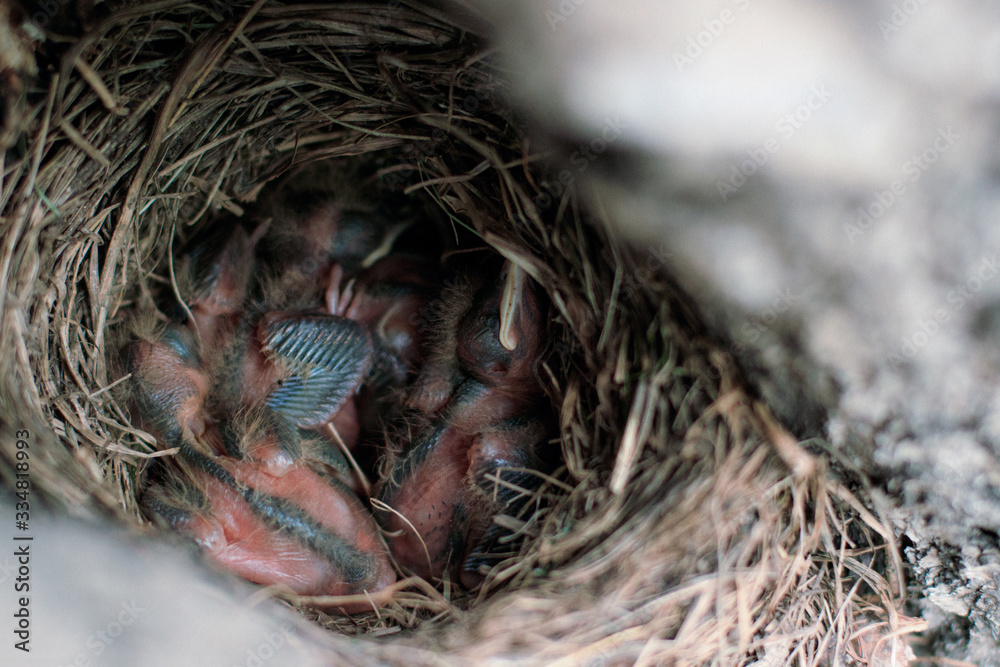 Thrush chicks in the nest Thrush chicks in the nest