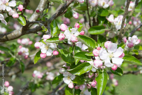 Apple blossom in a spring garden in England