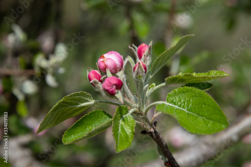 Apple blossom in a spring garden in England