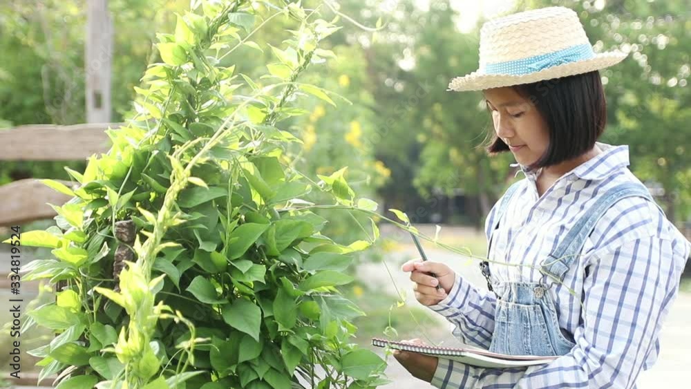 Young little girl writing on notebook to record exuberant green vegetables in the farmimg. Learning of grown non-toxic vegetables for eating in the family. In the evening. Education concept. Young little girl writing on notebook to record exuberant green vegetables in the farmimg. Learning of grown non-toxic vegetables for eating in the family. In the evening. Education concept.