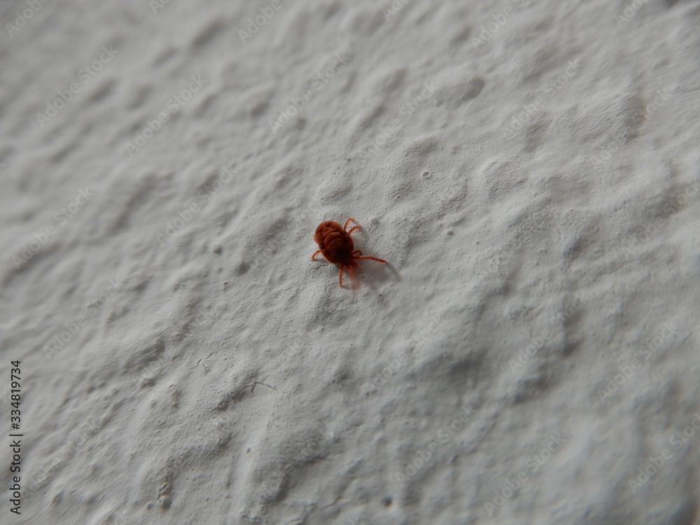 spider on the wall spider on the wall