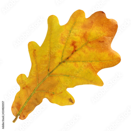 Autumn leaf of oak on white background.