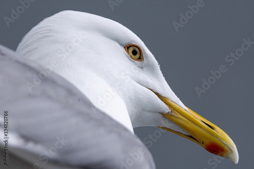 Herring  Gull