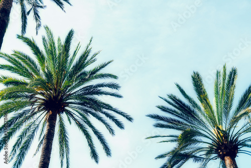 Palm trees against blue sky. Summer holidays concept, Palma de Mallorka photo