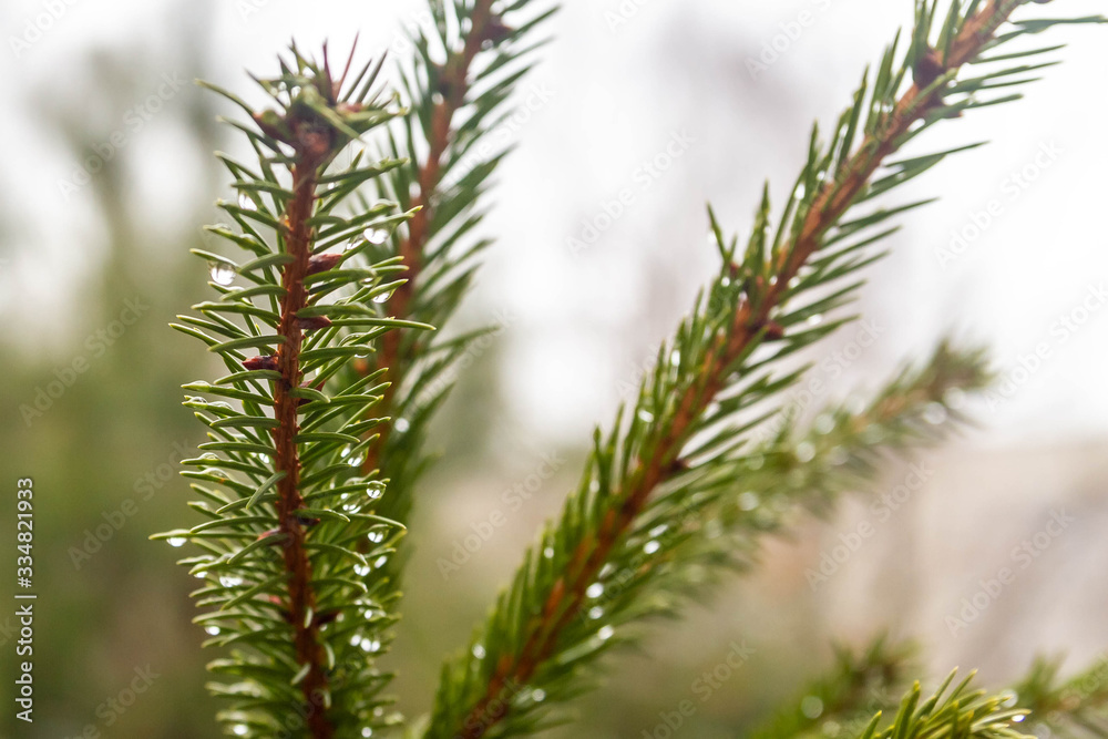Large raindrops on the branches of fir trees in early spring. Wet warm rainy weather. background. Large raindrops on the branches of fir trees in early spring. Wet warm rainy weather. background.