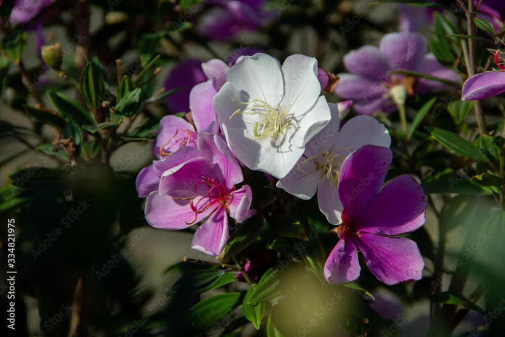 Flor cor-de-rosa, roxa, branca chamada quaresmeira, planta ornamental do Brasil