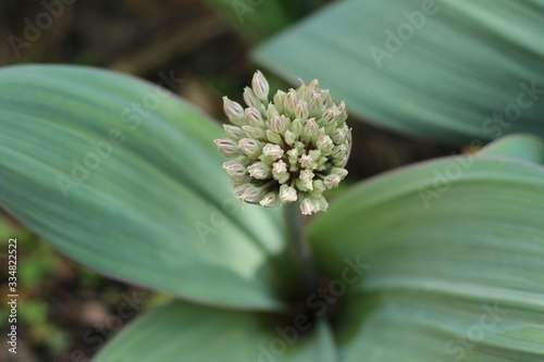 Czosnek karatawski Allium karataviense photo