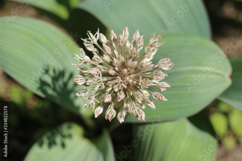 Czosnek karatawski Allium karataviense photo