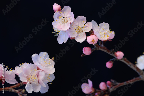 Branches of flowering trees macro. Pink apricot or cherry blossoms on a black isolated background.