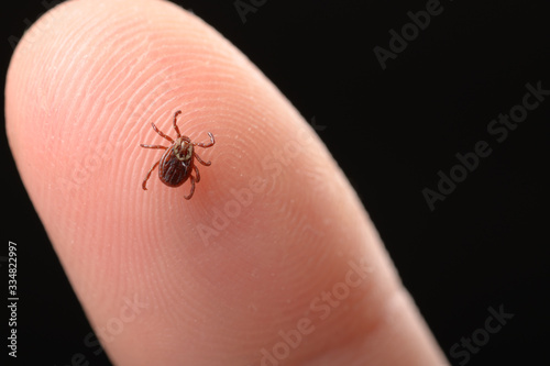 mite on a person's finger close-up. The concept of the spring and autumn season for the spread of ticks and diseases transmitted through insect bites. Black isolated background. © Александр Маликов