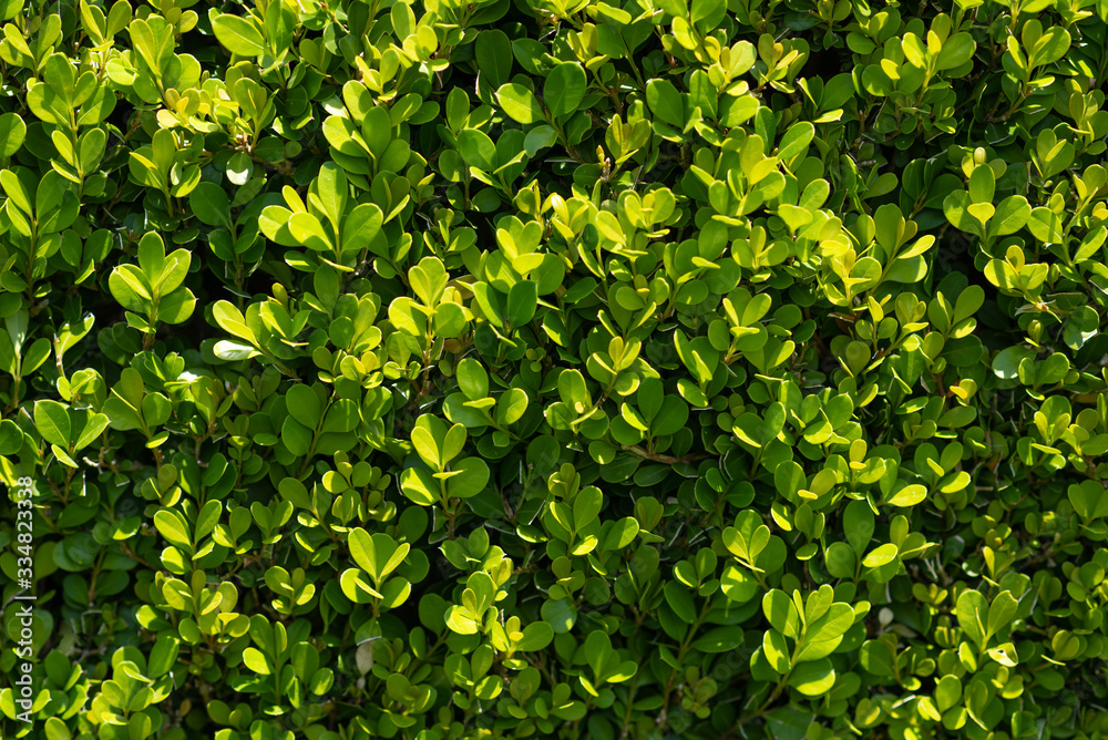 Close up of a bush with green leaves in the park Close up of a bush with green leaves in the park