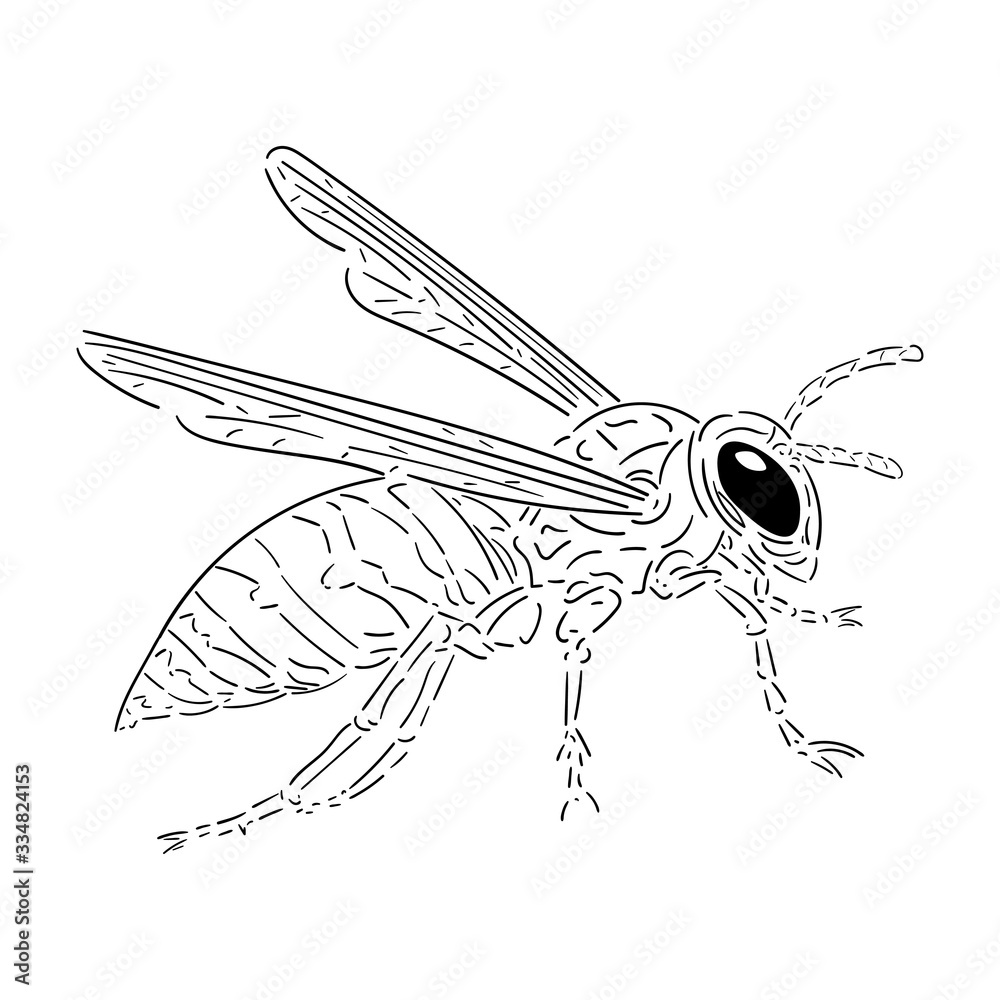 Obraz premium Wasp black outline isolated on white background, stock vector illustration for design and decoration
