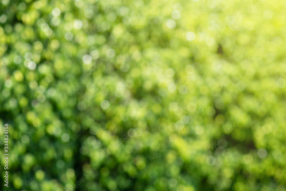 Blurred Background of garden trees in the park Blurred Background of garden trees in the park