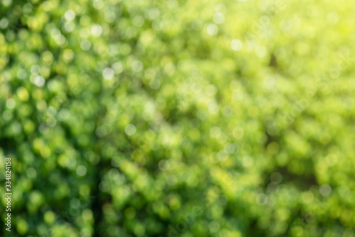 Blurred Background of garden trees in the park 