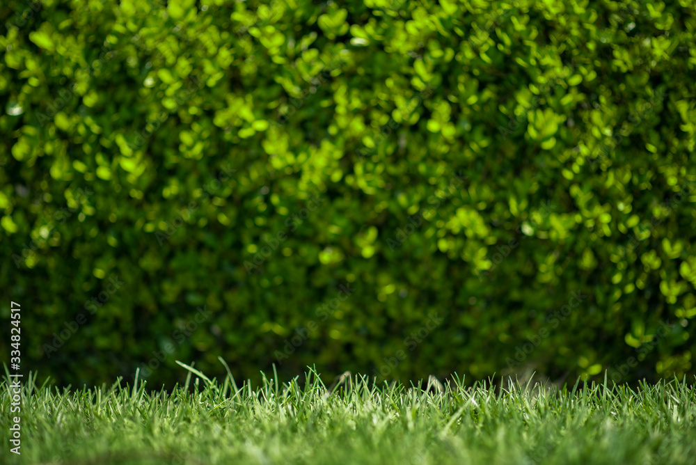 green Grass close up with blurred background in the park green Grass close up with blurred background in the park