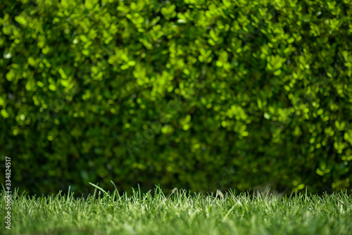 green Grass close up with blurred background in the park 