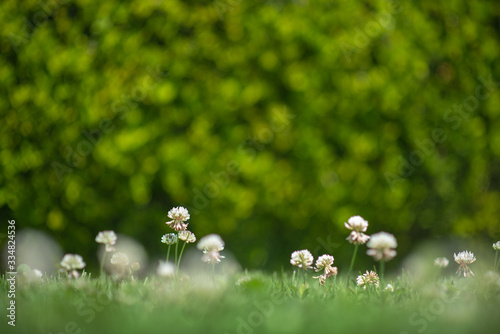 Green Grass with flowers close up with blurred background in the park 