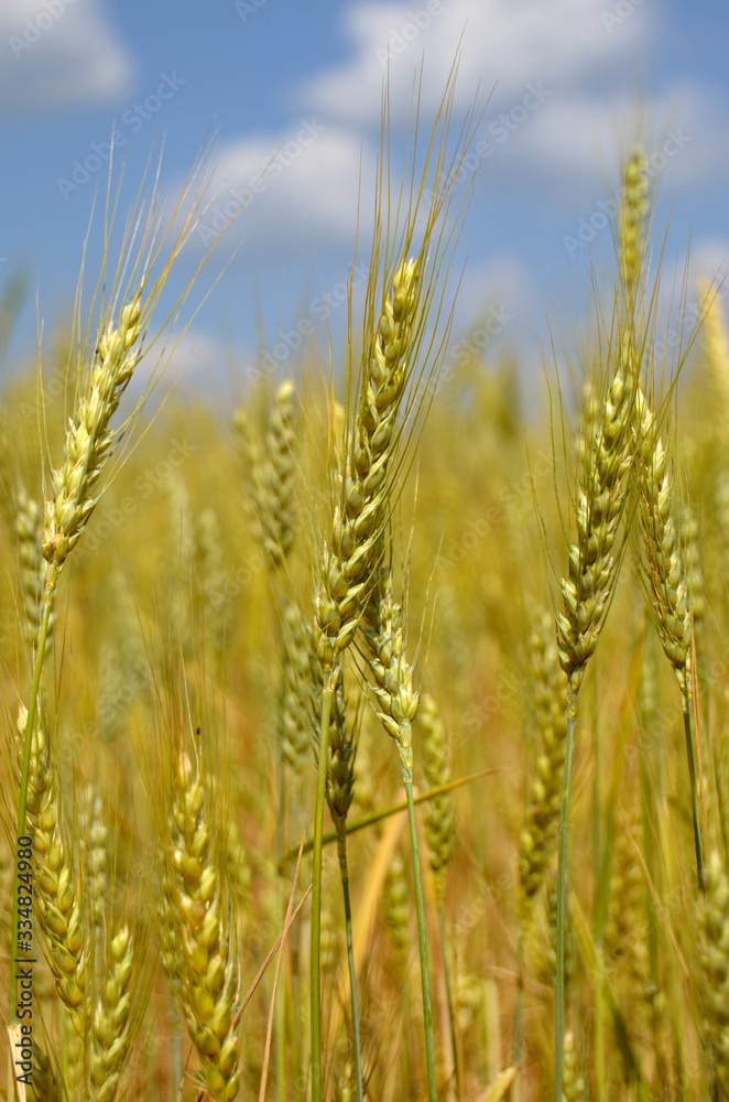 wheat spikes close-up against a blue sky with clouds wheat spikes close-up against a blue sky with clouds