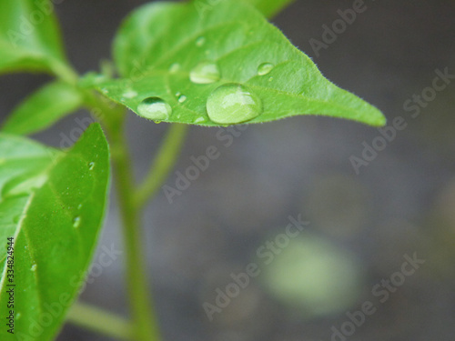 Green leaf with water drops