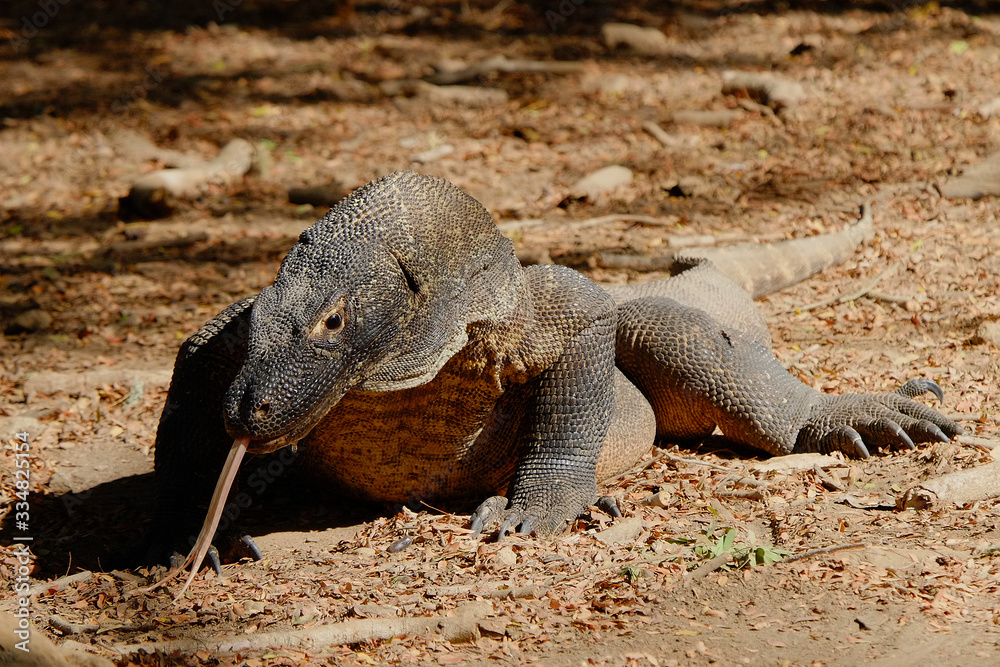 Obraz premium Komodo dragon on the ground