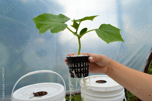 Modern Farming. Cucumber growing on hydroponics system on a bucket. Root growth. photo