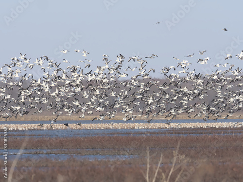 Wintering in Indiana