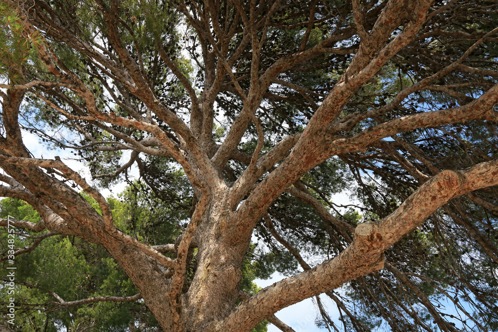 Branches en ramifications tortueuses, d'un grand pin vu de dessous. Branches en ramifications tortueuses, d'un grand pin vu de dessous.