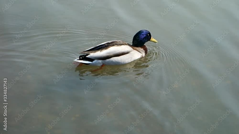 Duck is enjoying the beautiful spring weather Duck is enjoying the beautiful spring weather