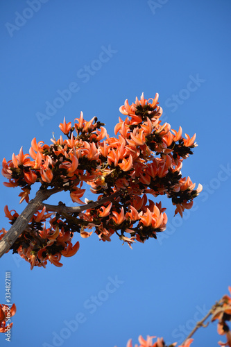 Butea Monosperma or Palash Flower photo