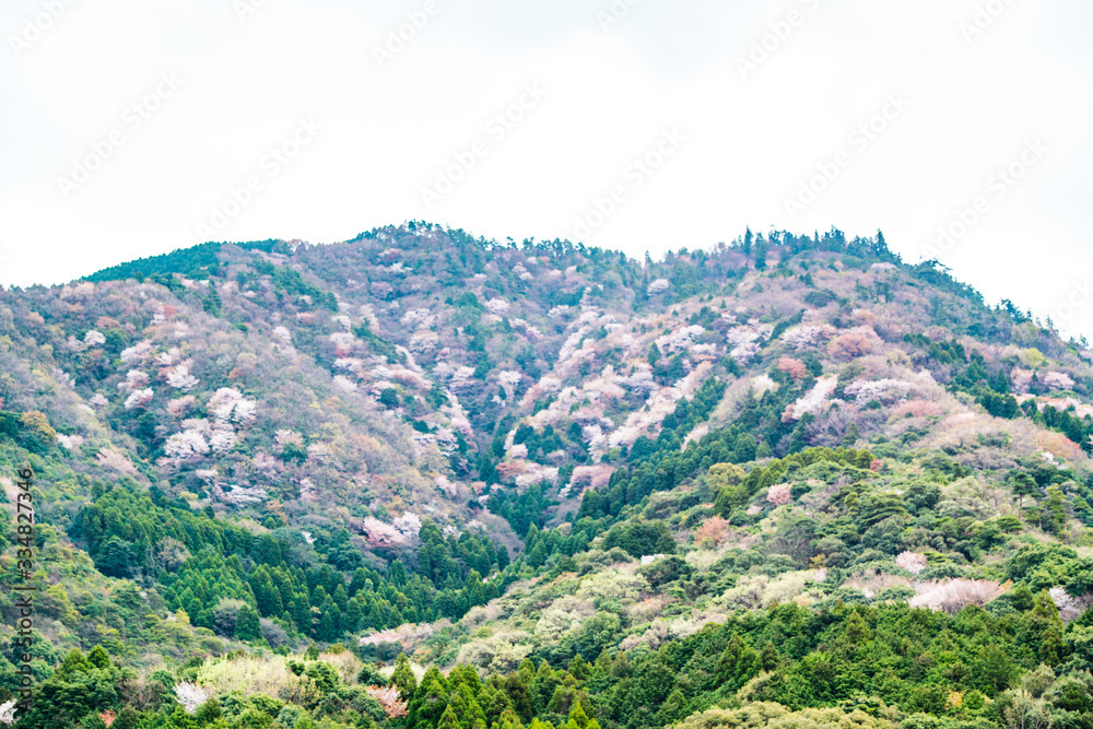 県民の森の山桜 県民の森の山桜