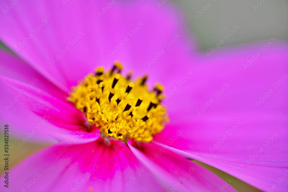 gelbe Pollen in violetter Blüte gelbe Pollen in violetter Blüte