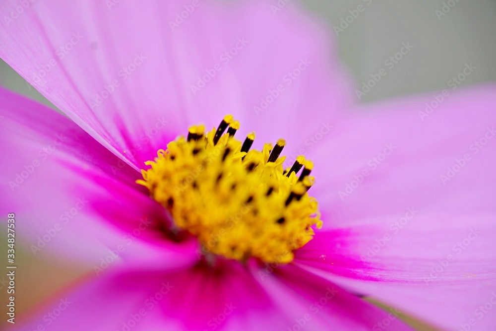 gelbe Pollen in violetter Blüte gelbe Pollen in violetter Blüte