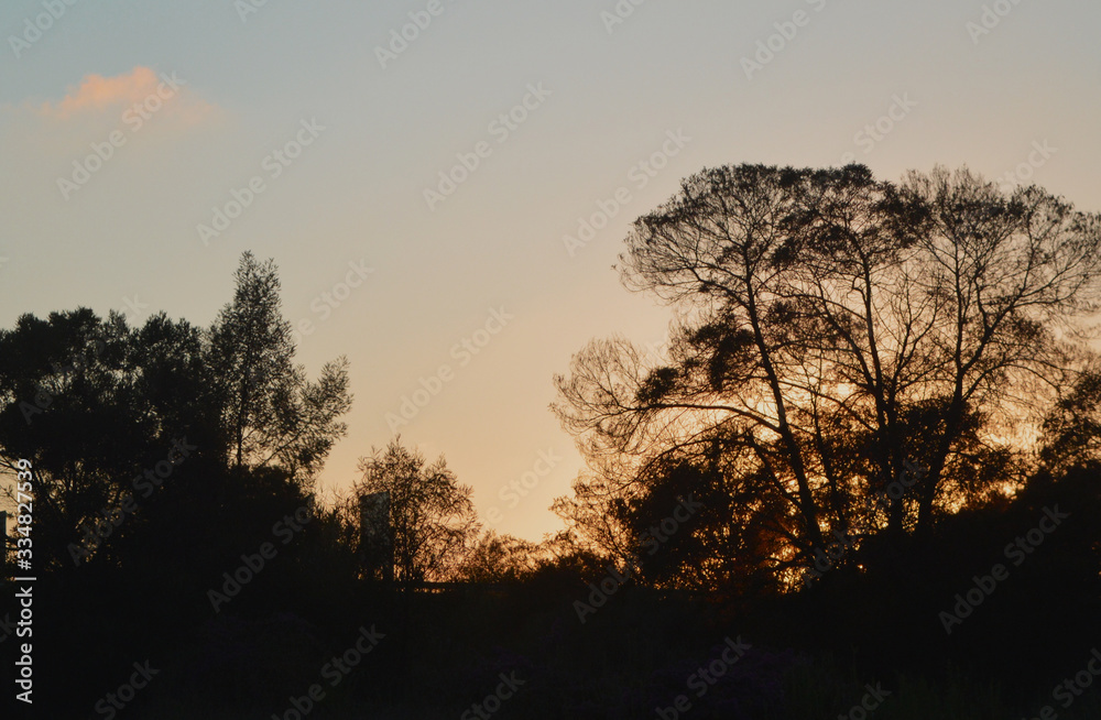 Leafy Sunset Leafy Sunset