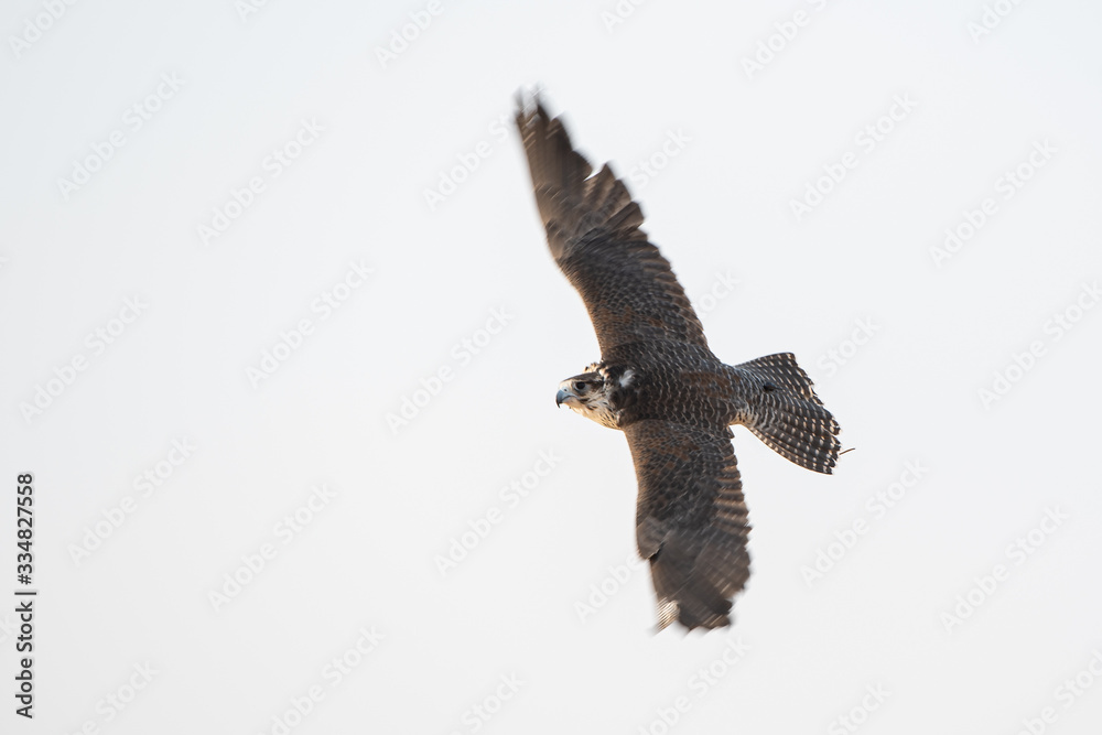 Obraz premium Falconry Photos