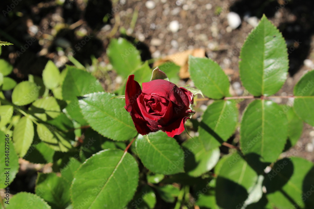 Fototapeta premium Natural single red rose on the branch