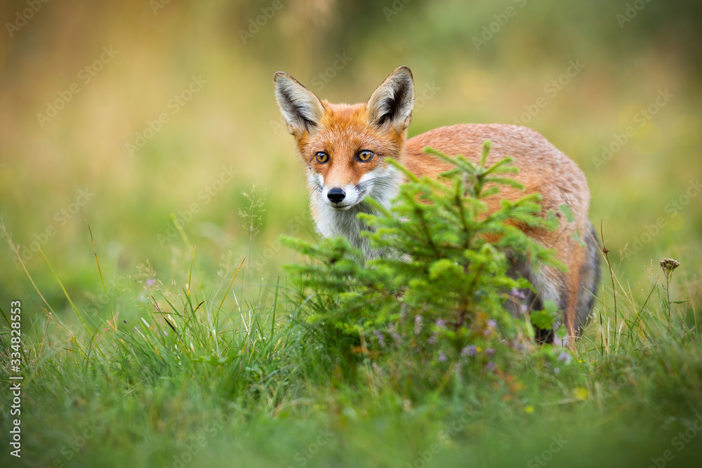 Curious red fox, vulpes vulpes, hiding behind a small spruce tree on glade in summer. Attentive mammal sneaking in green nature with copy space. Animal wildlife scenery with predator hunting. Curious red fox, vulpes vulpes, hiding behind a small spruce tree on glade in summer. Attentive mammal sneaking in green nature with copy space. Animal wildlife scenery with predator hunting.